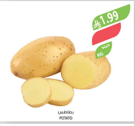 Potato available at المزرعة in مملكة العربية السعودية, السعودية, سعودية - الباحة