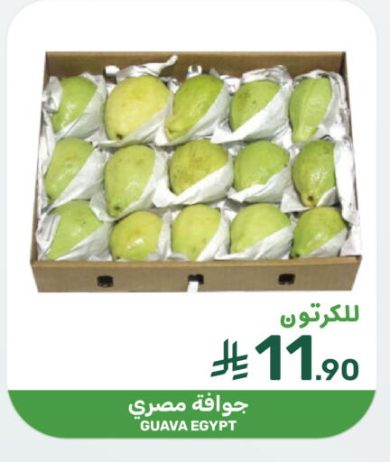 Guava from Egypt available at  مـزايــا in مملكة العربية السعودية, السعودية, سعودية - القطيف‎