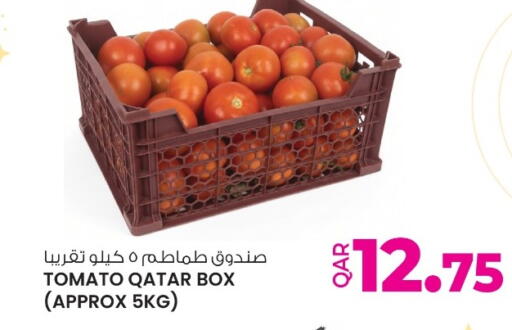 Tomato from Qatar available at أنصار جاليري in قطر - الريان
