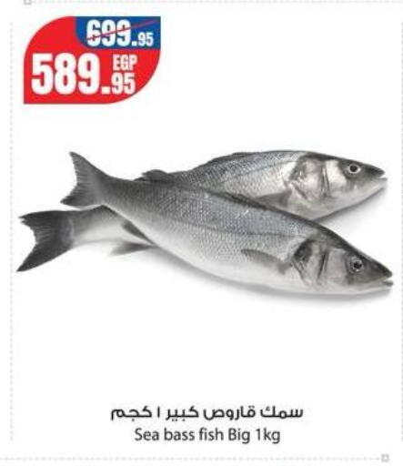 available at جيان مصر in Egypt - القاهرة