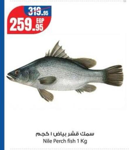 available at جيان مصر in Egypt - القاهرة