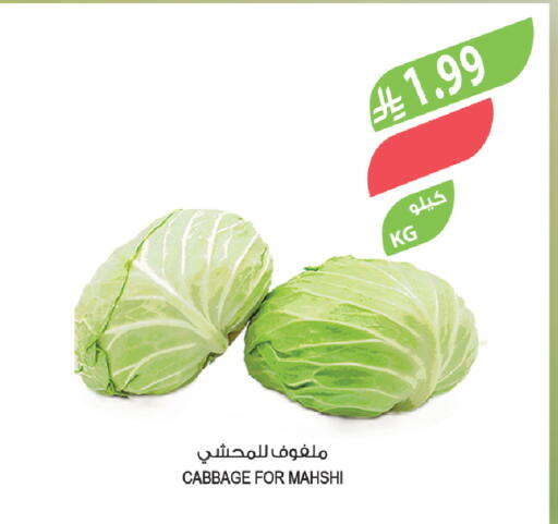 Cabbage available at المزرعة in مملكة العربية السعودية, السعودية, سعودية - سكاكا