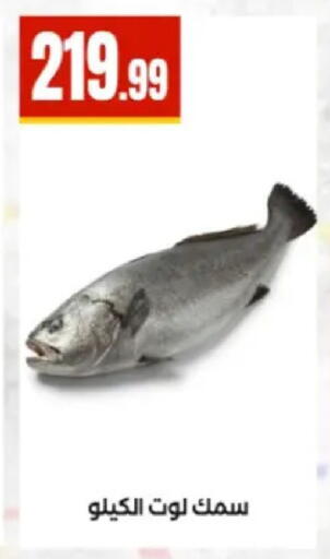 available at El Mahlawy Stores in Egypt - Cairo