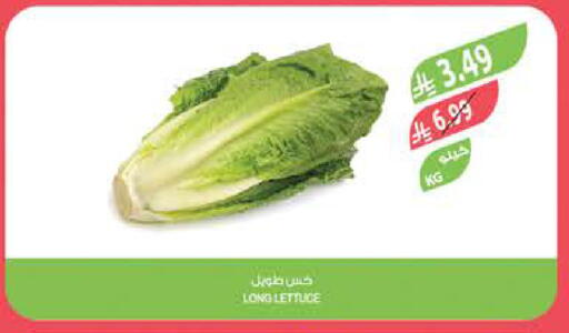Lettuce available at المزرعة in مملكة العربية السعودية, السعودية, سعودية - تبوك