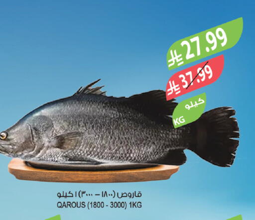 available at Farm  in KSA, Saudi Arabia, Saudi - Sakaka