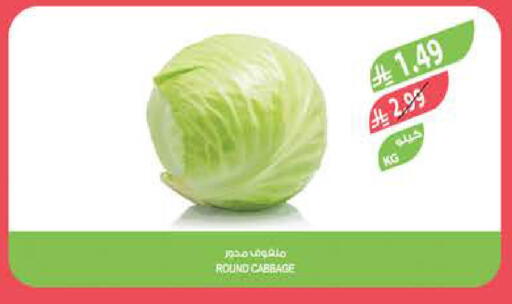 Cabbage available at المزرعة in مملكة العربية السعودية, السعودية, سعودية - تبوك