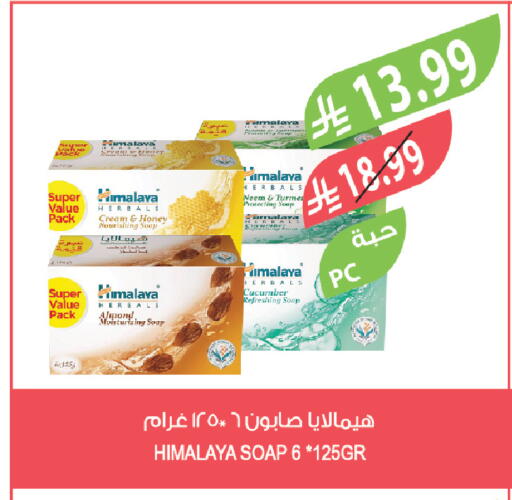 Cucumber available at Farm  in KSA, Saudi Arabia, Saudi - Sakaka