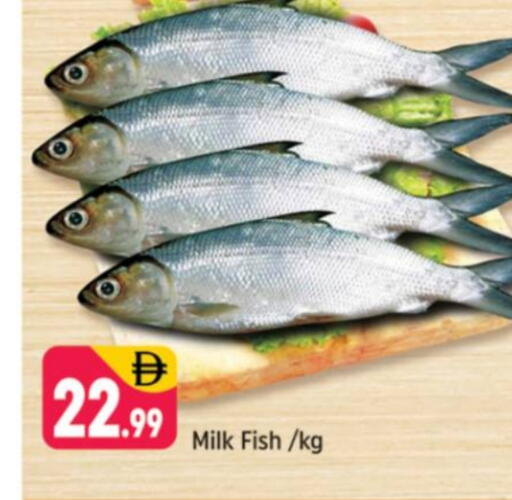 available at Shaklan  in UAE - Dubai