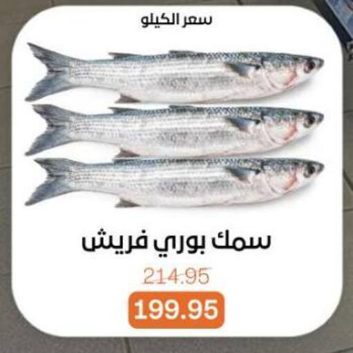 available at بيت الجملة in Egypt - القاهرة