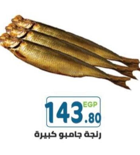 available at Dream Market in Egypt - Cairo