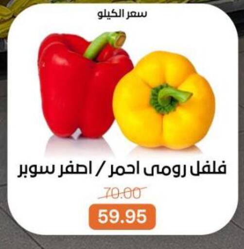 available at بيت الجملة in Egypt - القاهرة