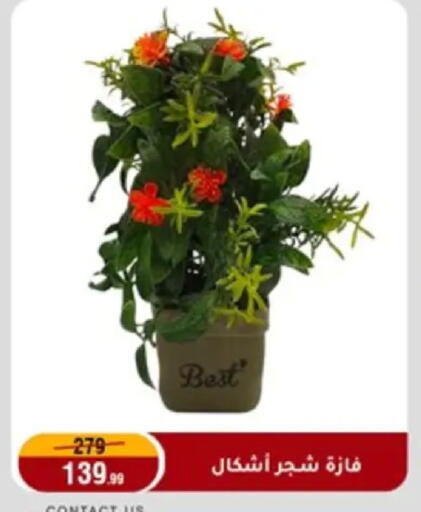 available at Al Morshedy  in Egypt - Cairo