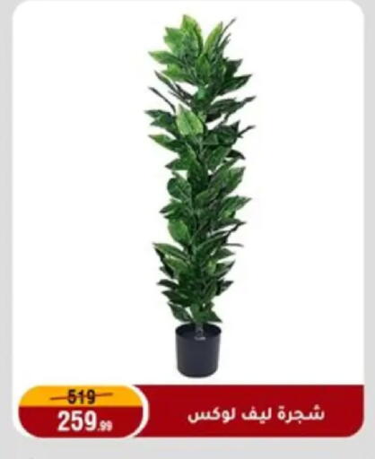 available at Al Morshedy  in Egypt - Cairo