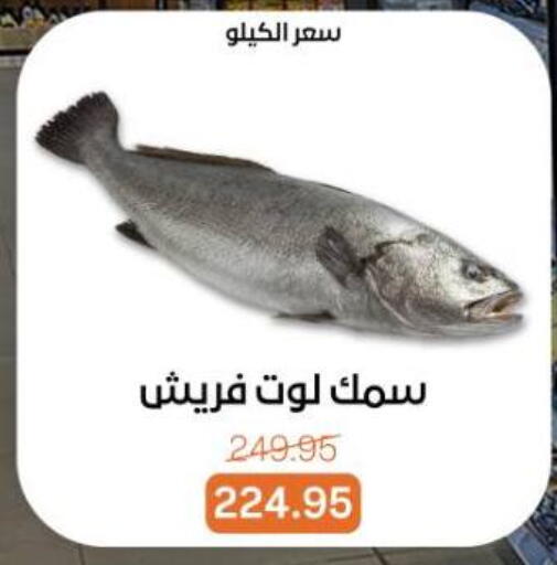 available at بيت الجملة in Egypt - القاهرة