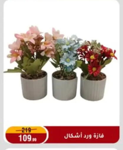 available at Al Morshedy  in Egypt - Cairo