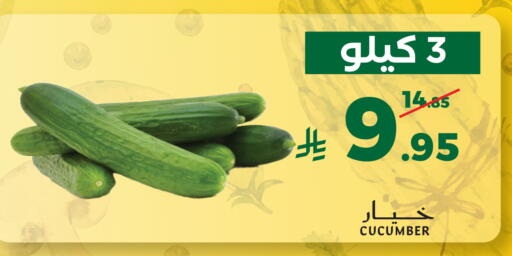 Cucumber available at Mira Mart Mall in KSA, Saudi Arabia, Saudi - Jeddah