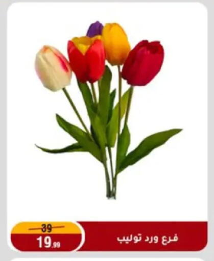 available at Al Morshedy  in Egypt - Cairo