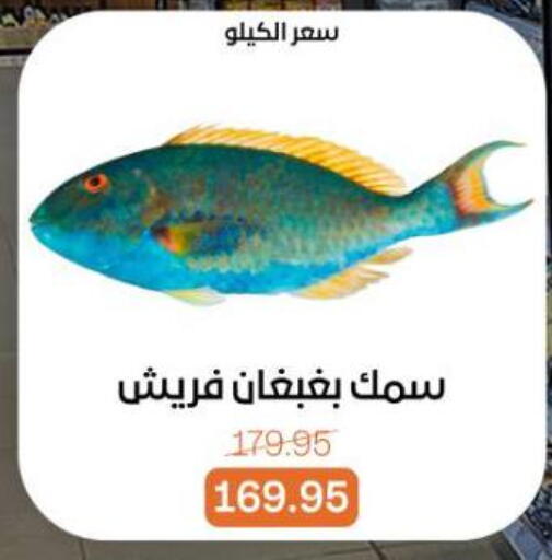 available at بيت الجملة in Egypt - القاهرة