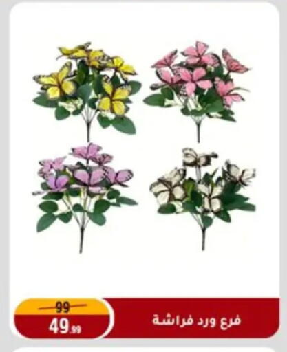 available at Al Morshedy  in Egypt - Cairo