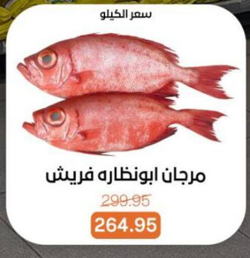 available at بيت الجملة in Egypt - القاهرة