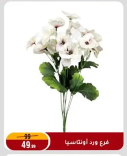 available at Al Morshedy  in Egypt - Cairo