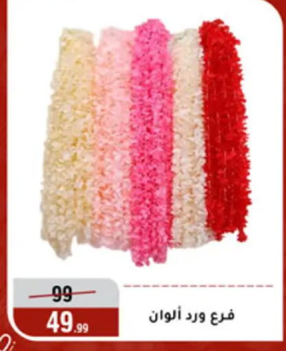available at المرشدي in Egypt - القاهرة
