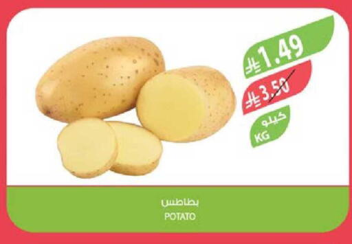 Potato available at المزرعة in مملكة العربية السعودية, السعودية, سعودية - تبوك