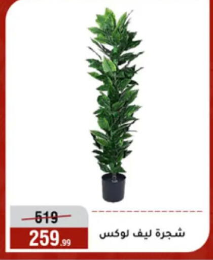 available at المرشدي in Egypt - القاهرة