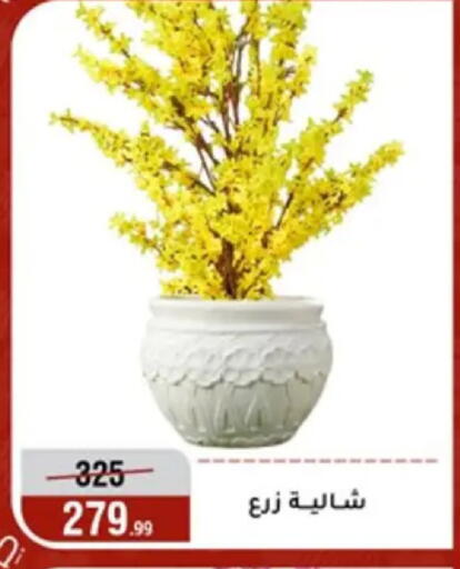 available at المرشدي in Egypt - القاهرة