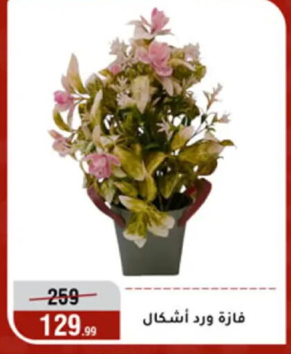 available at المرشدي in Egypt - القاهرة