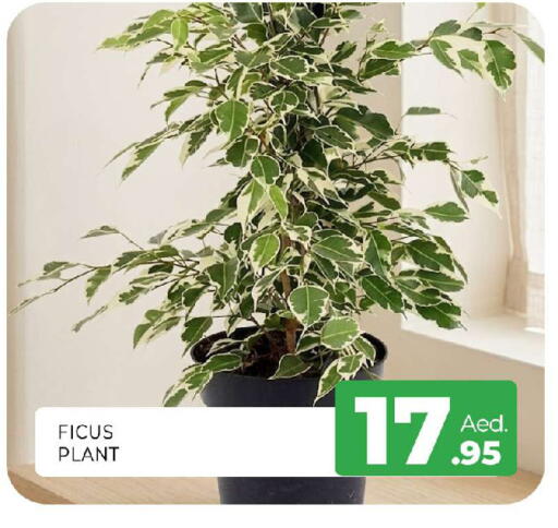 available at Al Madina  in UAE - Sharjah / Ajman