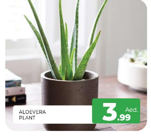 available at Al Madina  in UAE - Sharjah / Ajman