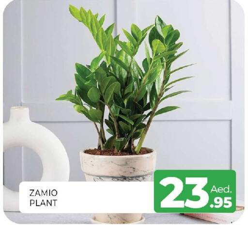 available at Al Madina  in UAE - Sharjah / Ajman