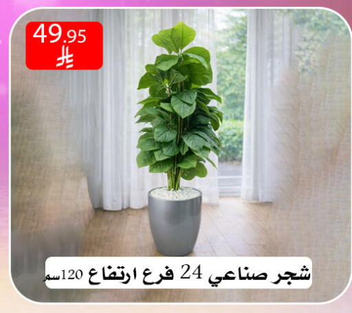 available at ركن العائلة in مملكة العربية السعودية, السعودية, سعودية - الرياض