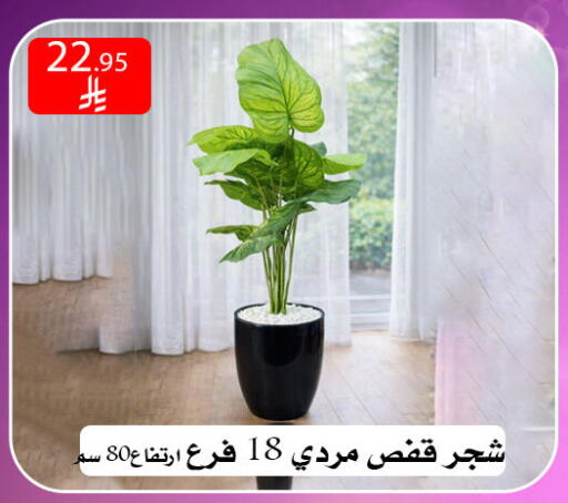 available at ركن العائلة in مملكة العربية السعودية, السعودية, سعودية - الرياض