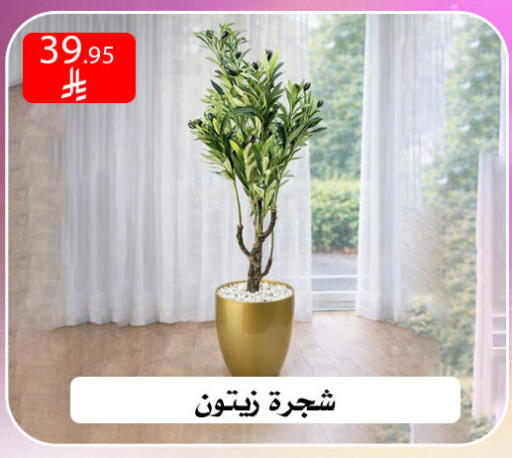 available at ركن العائلة in مملكة العربية السعودية, السعودية, سعودية - الرياض