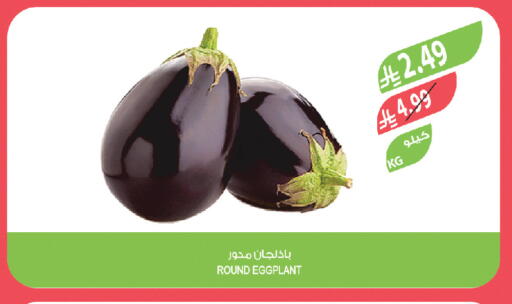 Eggplant available at Farm  in KSA, Saudi Arabia, Saudi - Al-Kharj