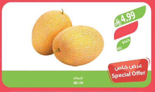 Melon available at Farm  in KSA, Saudi Arabia, Saudi - Al-Kharj