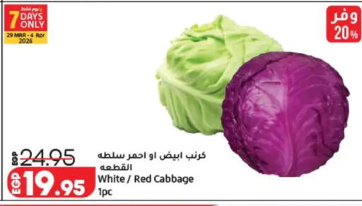 Cabbage available at Lulu Hypermarket  in Egypt - Cairo