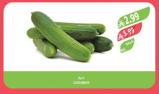 Cucumber available at Farm  in KSA, Saudi Arabia, Saudi - Al-Kharj