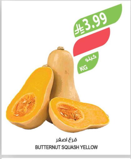 Squash available at المزرعة in مملكة العربية السعودية, السعودية, سعودية - الخرج