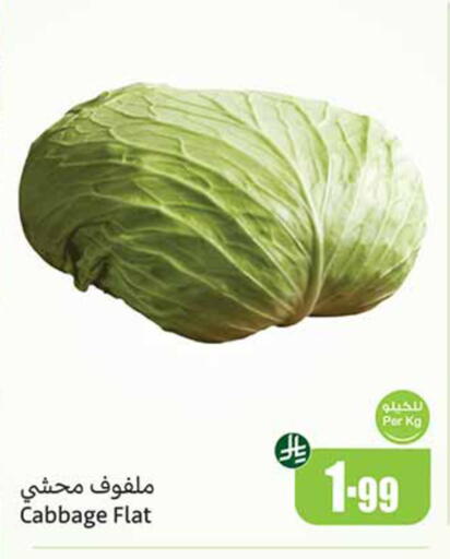 Cabbage available at Othaim Markets in KSA, Saudi Arabia, Saudi - Al-Kharj