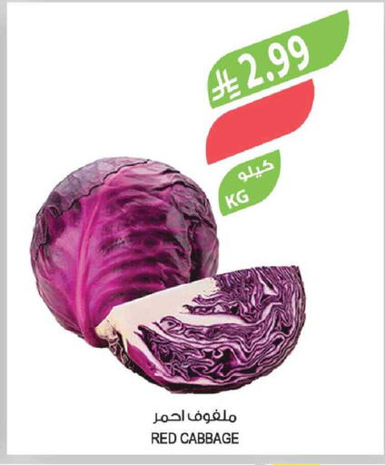 Cabbage available at المزرعة in مملكة العربية السعودية, السعودية, سعودية - جدة
