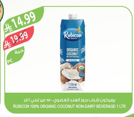 Coconut available at Farm  in KSA, Saudi Arabia, Saudi - Khafji