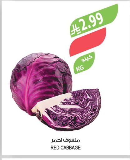 Cabbage available at المزرعة in مملكة العربية السعودية, السعودية, سعودية - الخرج