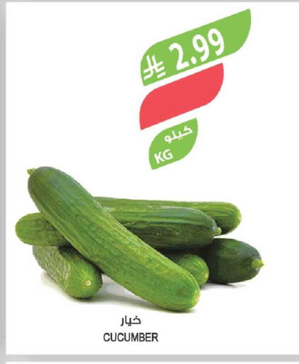 Cucumber available at المزرعة in مملكة العربية السعودية, السعودية, سعودية - ينبع