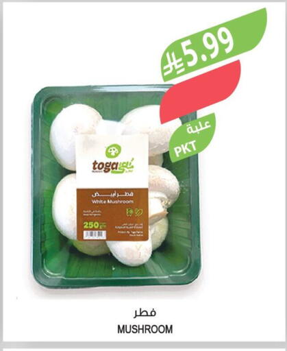 Mushroom available at المزرعة in مملكة العربية السعودية, السعودية, سعودية - الخرج