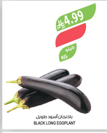 Eggplant available at المزرعة in مملكة العربية السعودية, السعودية, سعودية - الخرج