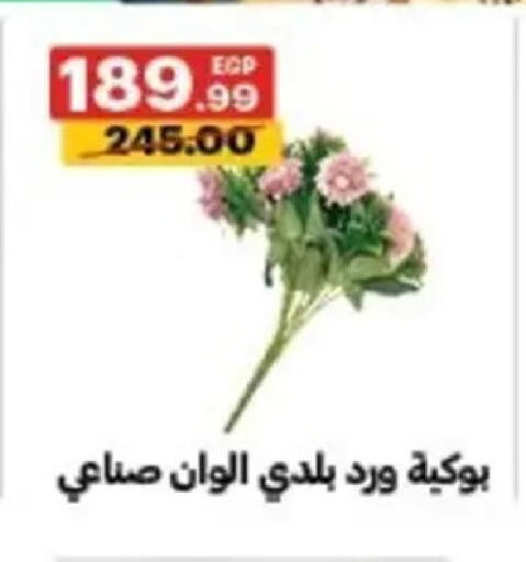 available at الحبيب ماركت in Egypt - القاهرة