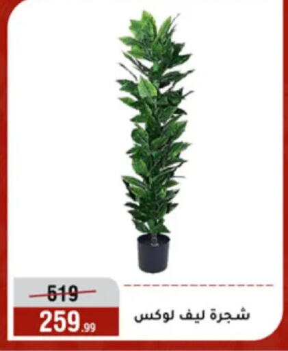 available at المرشدي in Egypt - القاهرة